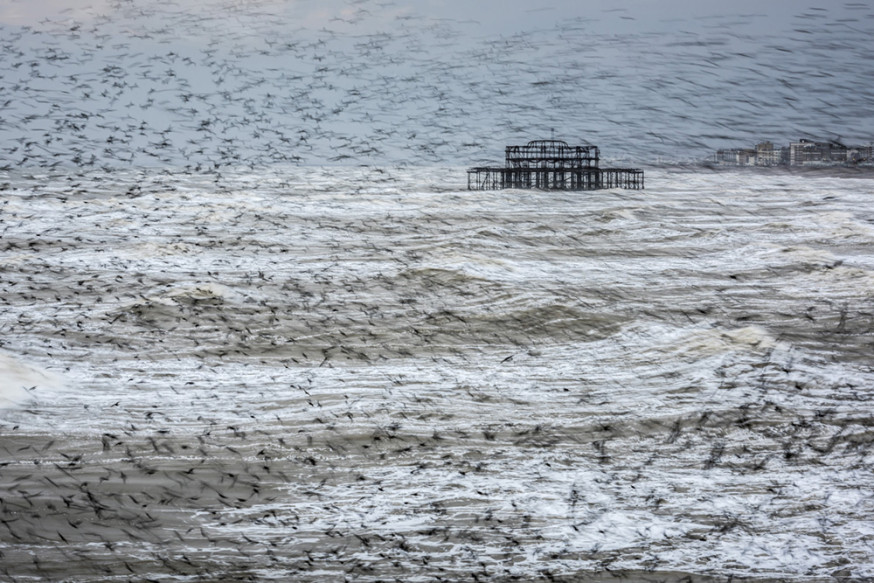 © Matthew Cattell - Starling Vortex, Brighton, oost Sussex, Engeland
