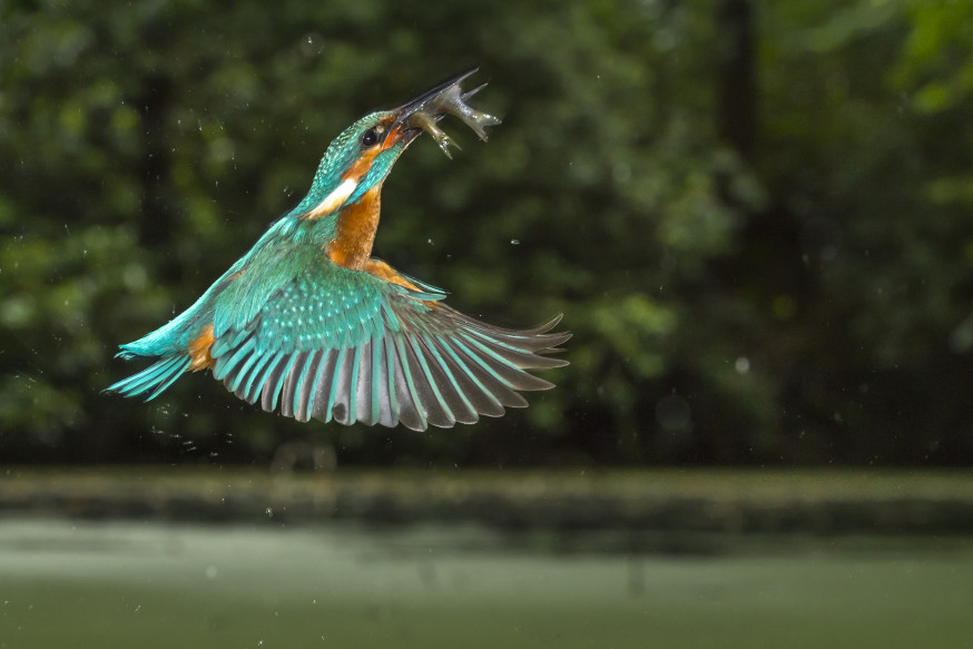 WNF Frans Lanting Photo Award 