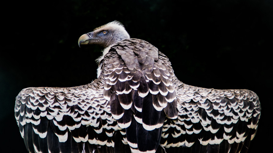 WNF Frans Lanting Photo Award 