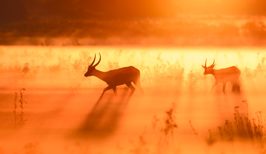 Maandthema kamera express dierenfotografie marsel van oosten