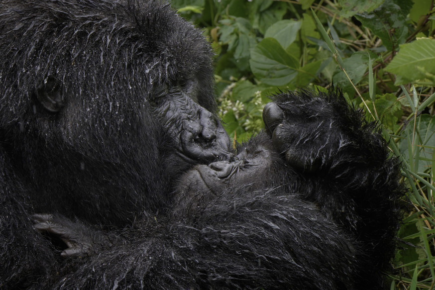 Comedy Wildlife Awards