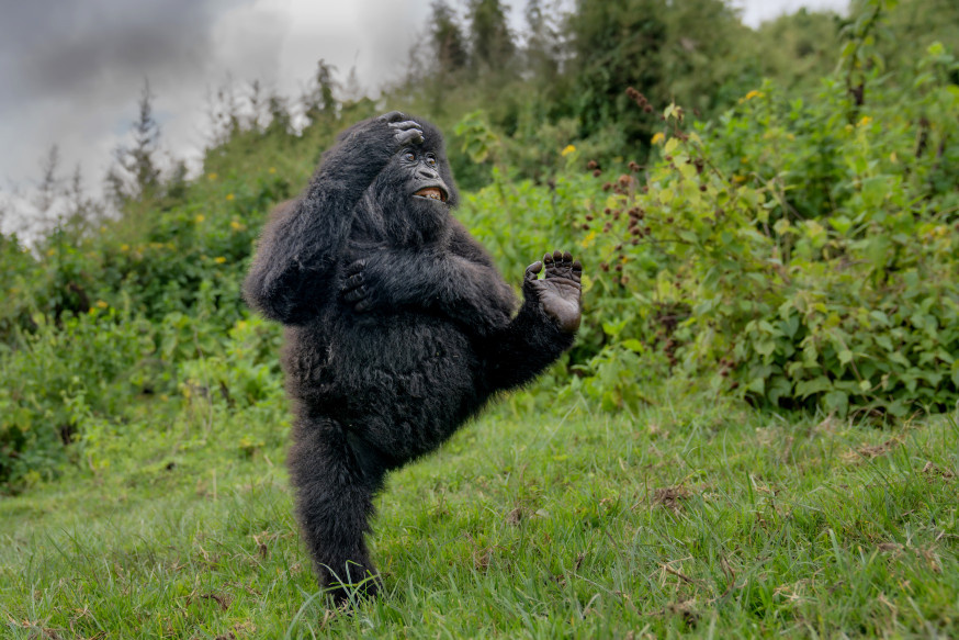 NIKON COMEDY WILDLIFE AWARDS 2025