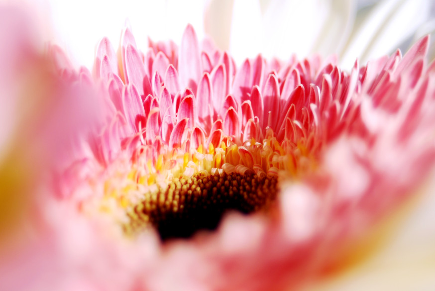 regels in macrofotografie