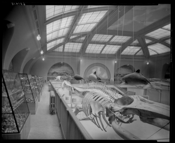 AMNH