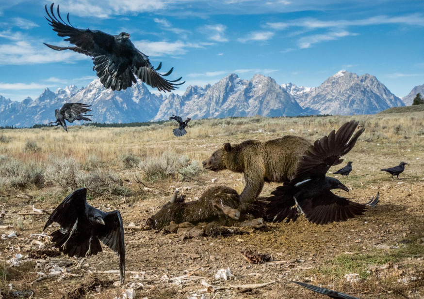 Beste National Geographic foto's van 2016