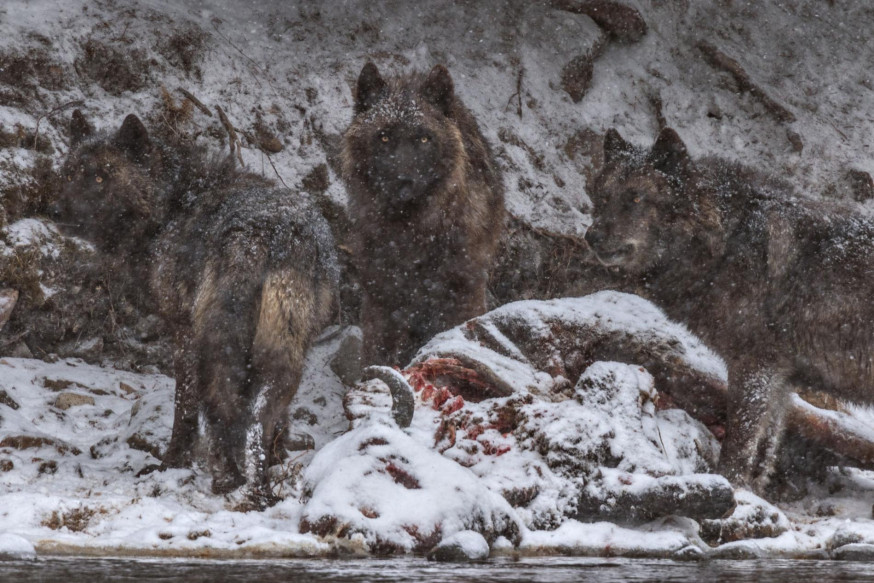 Beste National Geographic foto's van 2016