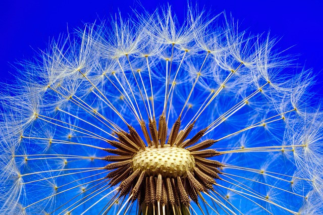 regels in macrofotografie