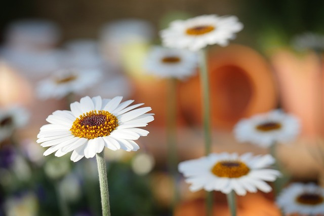 regels in macrofotografie