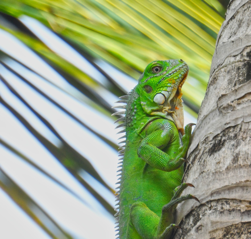 fotolocatie bonaire