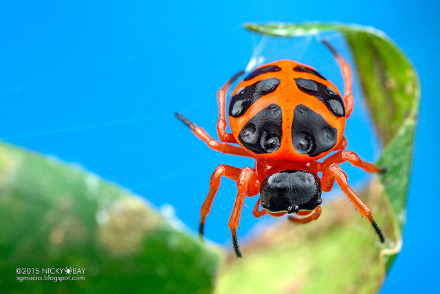 Macrofotografie in de Amazone