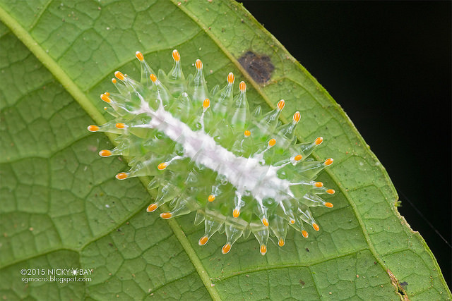 Macrofotografie in de Amazone