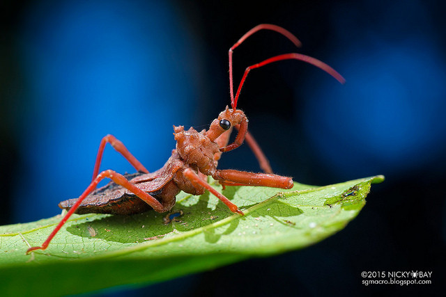 Macrofotografie in de Amazone
