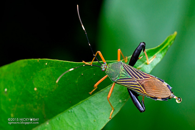 Macrofotografie in de Amazone