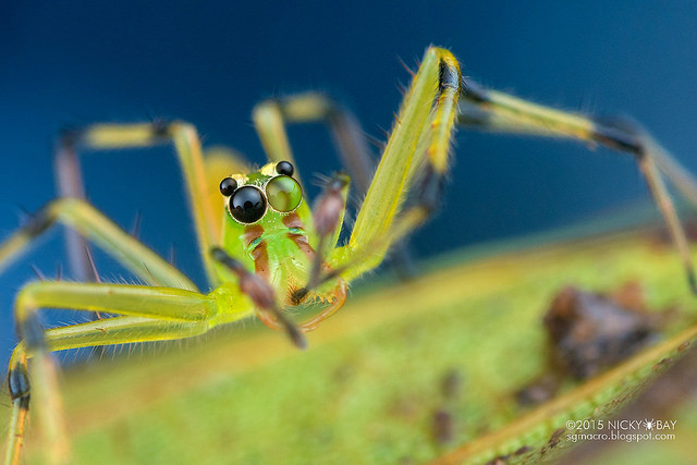 Macrofotografie in de Amazone