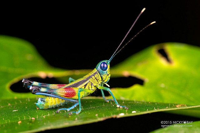 Macrofotografie in de Amazone