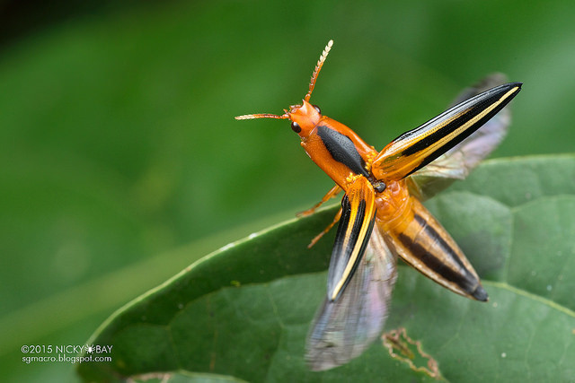 Macrofotografie in de Amazone