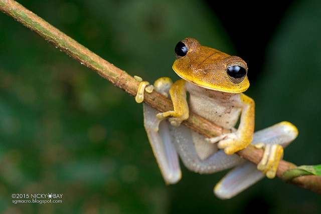 Macrofotografie in de Amazone