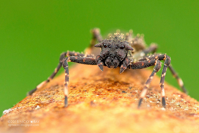 Macrofotografie in de Amazone