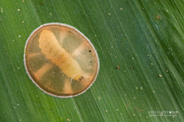 Macrofotografie in de Amazone