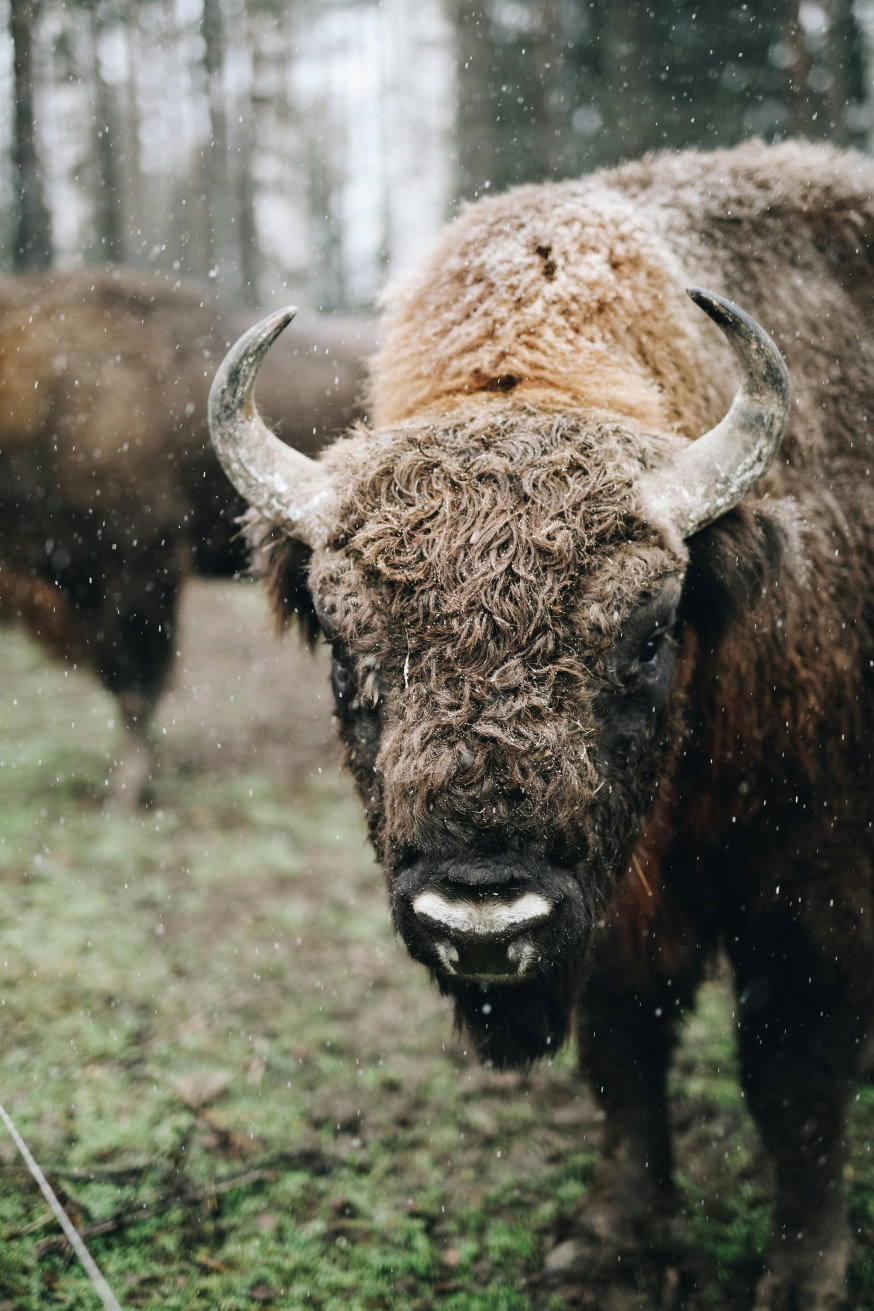 Białowieża bison