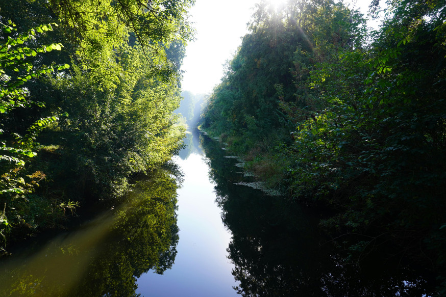 Białowieża Fotografie: Het Oerbos van Europa