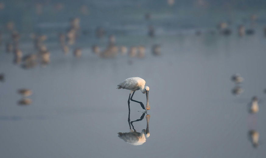  fotograferen in Lauwersmeer