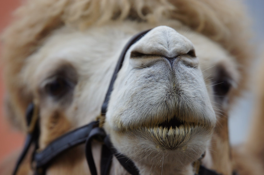 de mooiste fotolocaties ter wereld: gizeh piramide