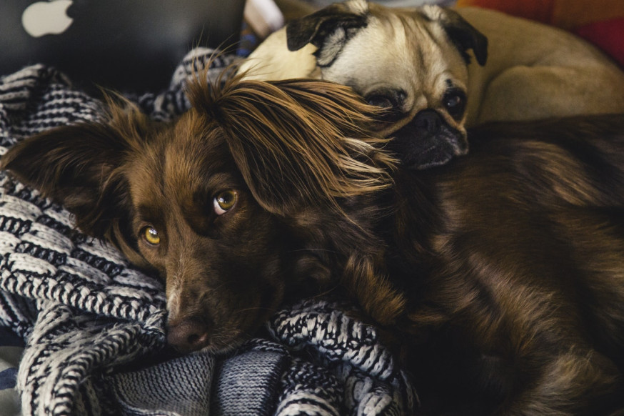 weekopdracht huisdieren fotograferen