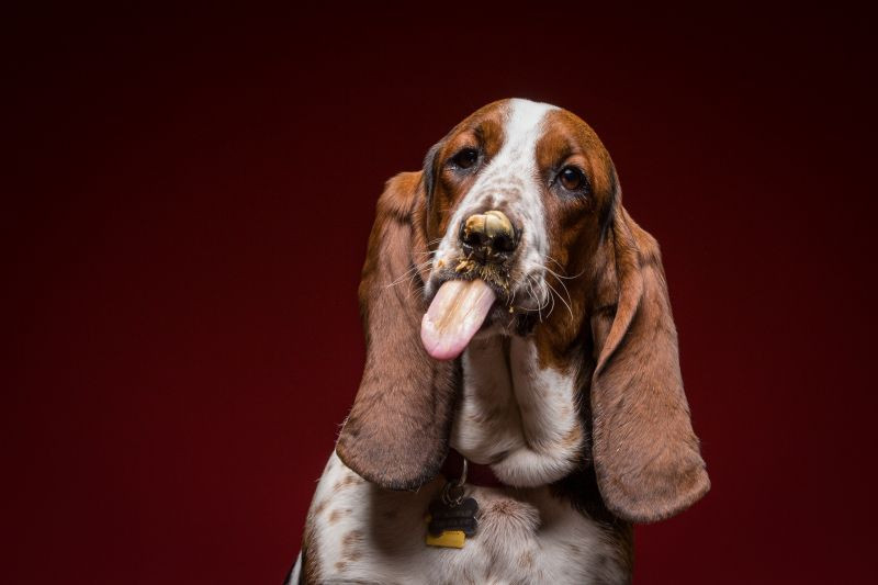 For The Love Of Peanut Butter