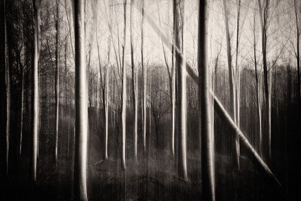Moving Forrest