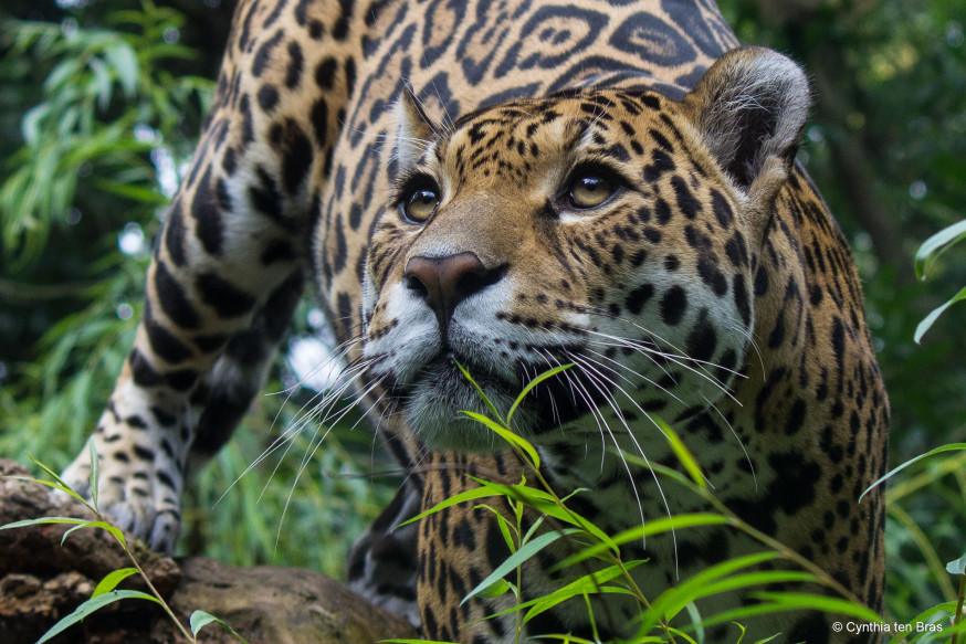 WWF-Frans Lanting Photo Award