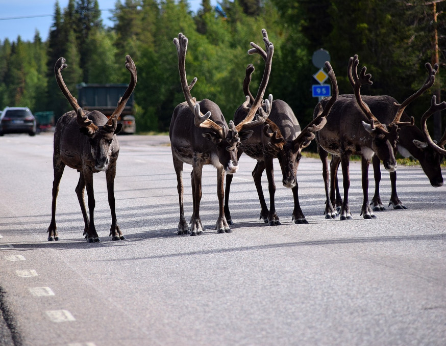 lapland mooiste fotolocaties ter wereld: rendieren