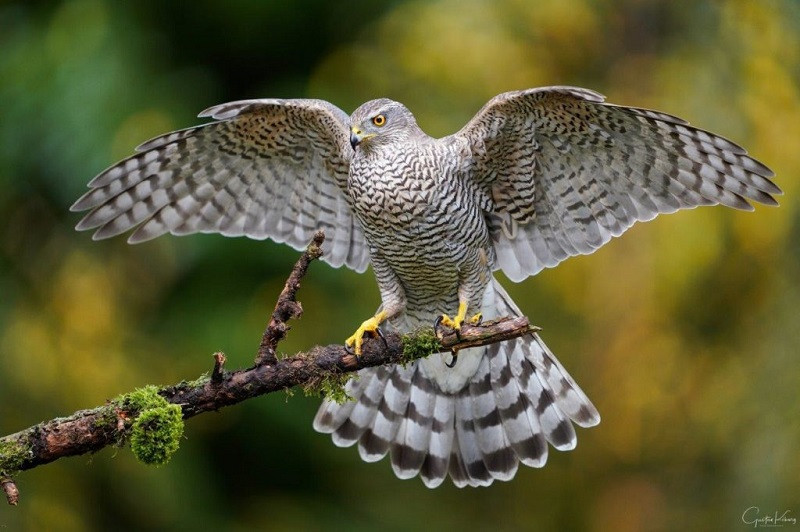 roofvogel