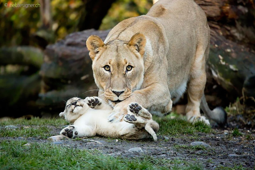 10 indrukwekkende foto's van ouderliefde bij dieren