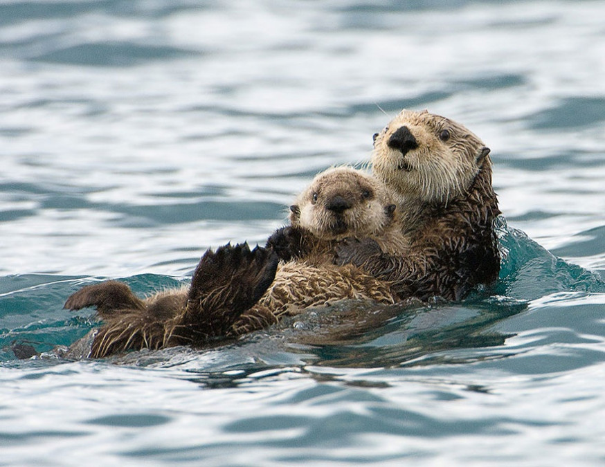 10 indrukwekkende foto's van ouderliefde bij dieren