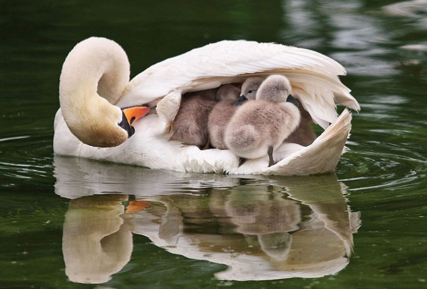 10 indrukwekkende foto's van ouderliefde bij dieren
