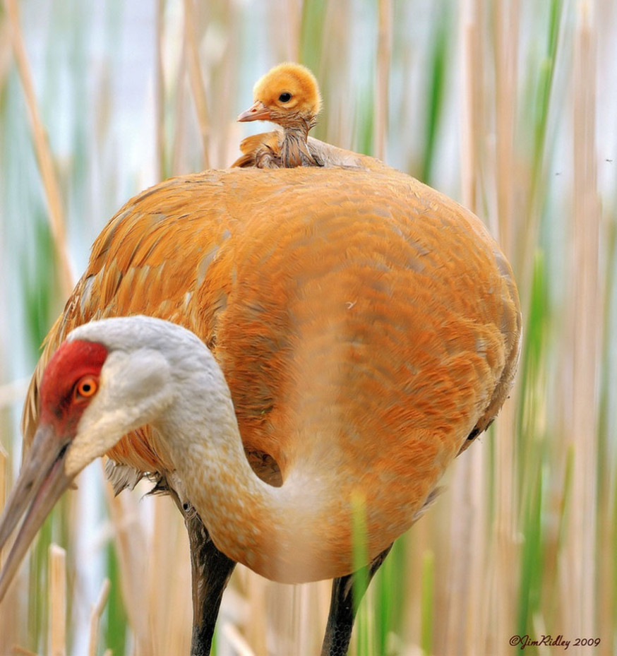 10 indrukwekkende foto's van ouderliefde bij dieren