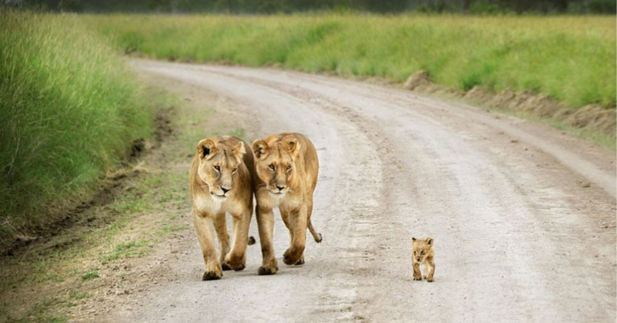 10 indrukwekkende foto's van ouderliefde bij dieren
