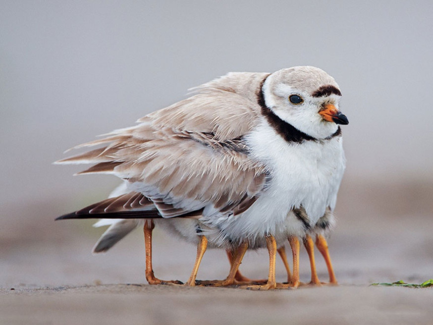 10 indrukwekkende foto's van ouderliefde bij dieren