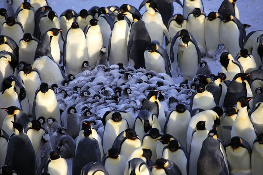 10 indrukwekkende foto's van ouderliefde bij dieren