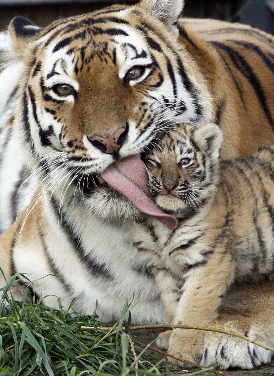 10 indrukwekkende foto's van ouderliefde bij dieren