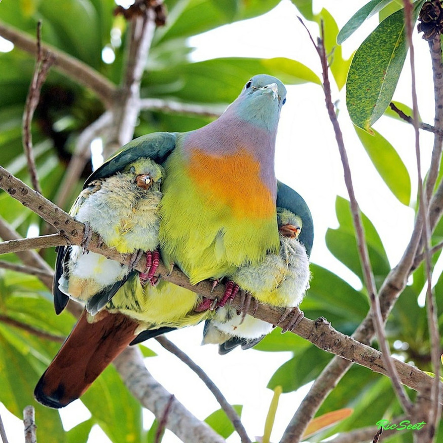 10 indrukwekkende foto's van ouderliefde bij dieren