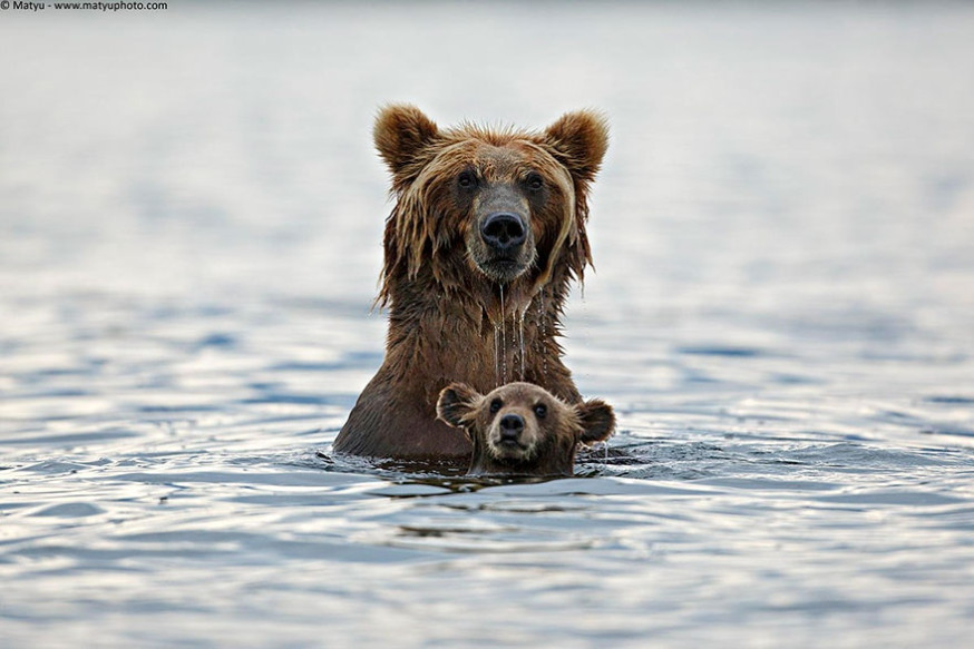 10 indrukwekkende foto's van ouderliefde bij dieren