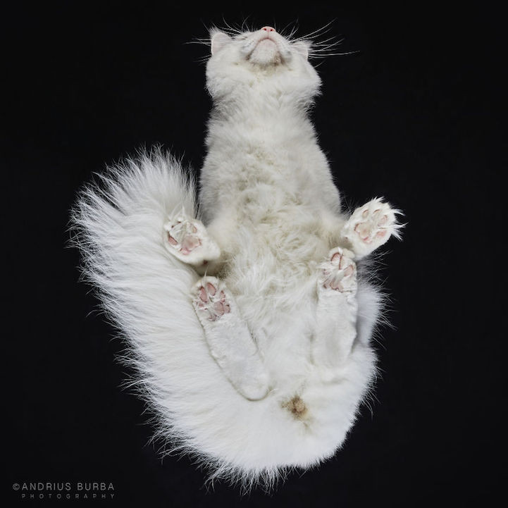 Bijzondere kattenfoto's