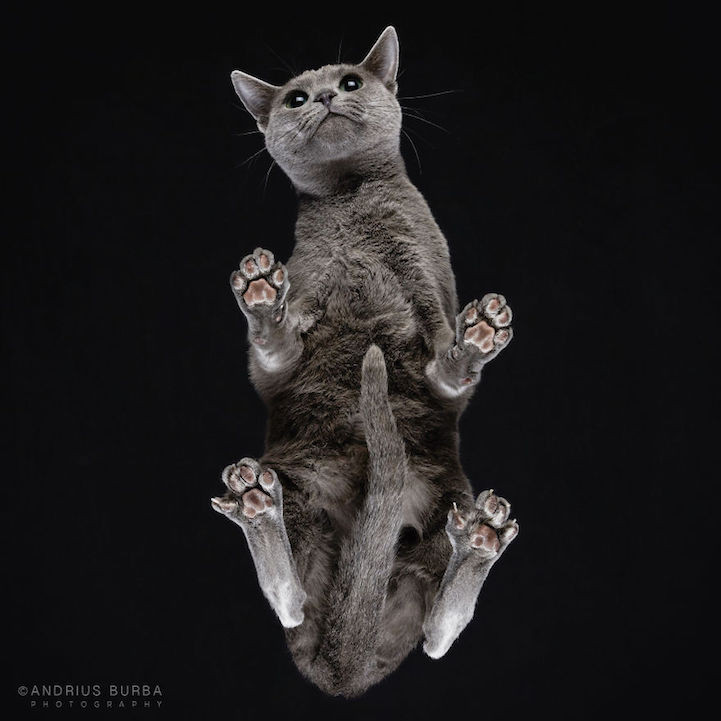 Bijzondere kattenfoto's