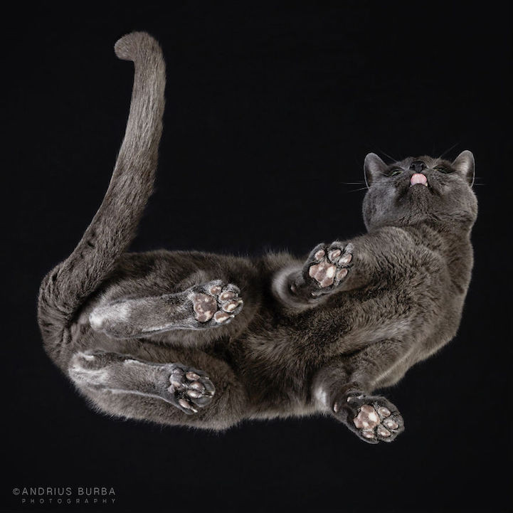 Bijzondere kattenfoto's
