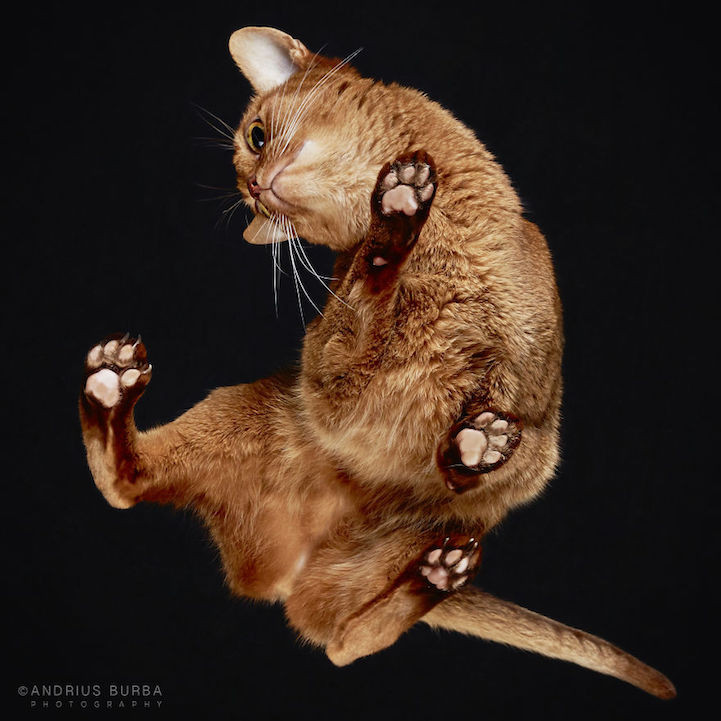 Bijzondere kattenfoto's