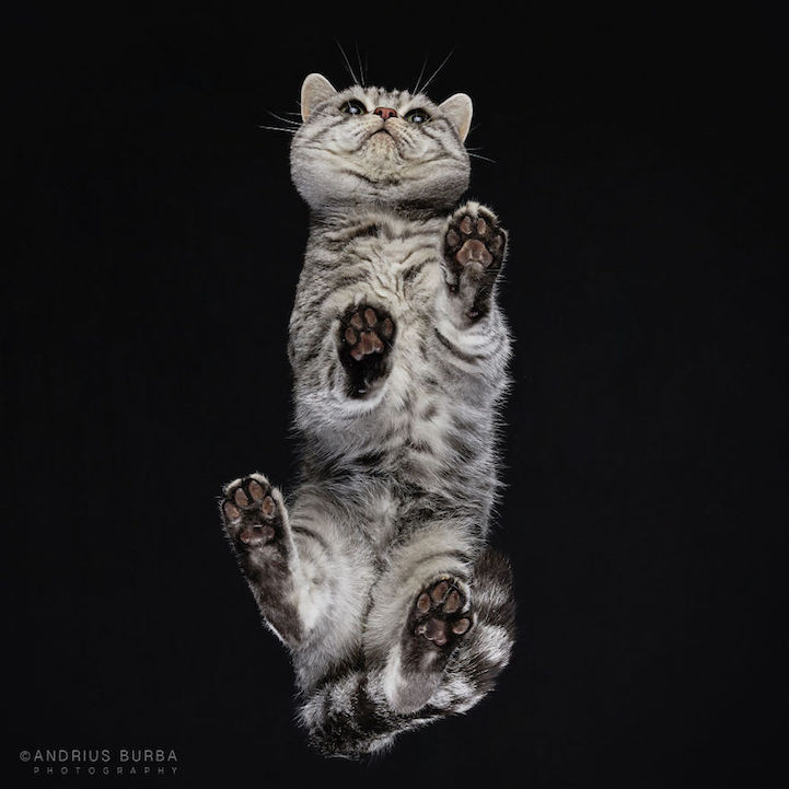 Bijzondere kattenfoto's