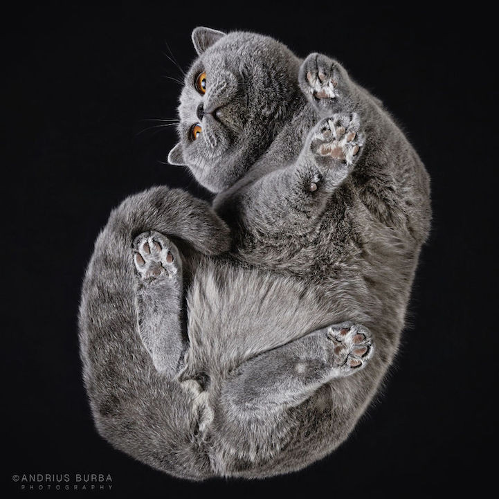 Bijzondere kattenfoto's