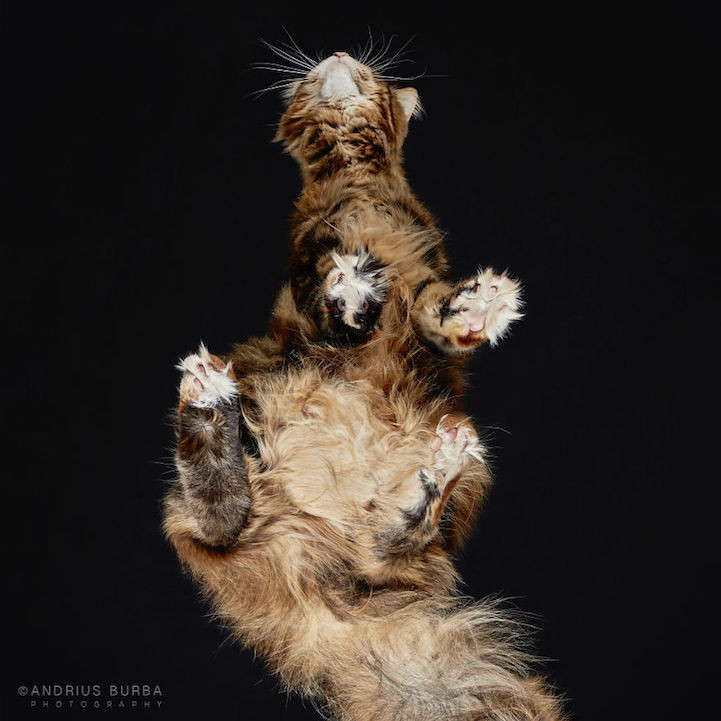 Bijzondere kattenfoto's